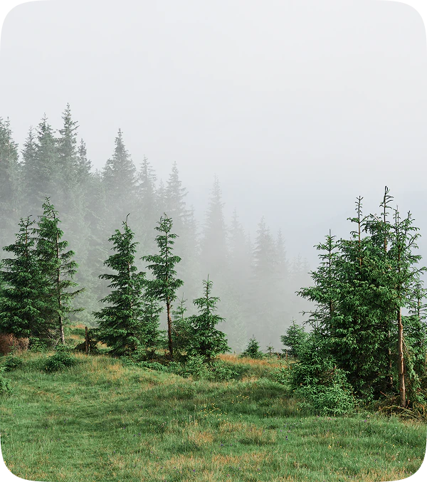 Forest in the fog